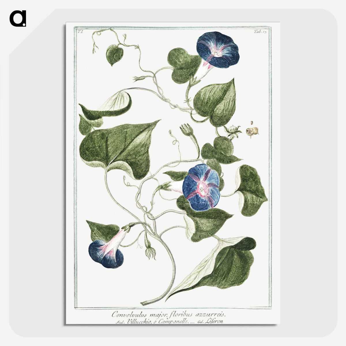 1-19_Hortus-Romanus-Botanical-Plates_picture-crop