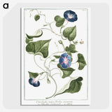 1-19_Hortus-Romanus-Botanical-Plates_picture-crop
