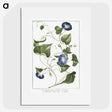 1-19_Hortus-Romanus-Botanical-Plates_picture