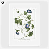 1-19_Hortus-Romanus-Botanical-Plates_picture