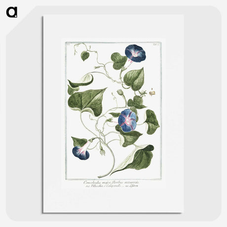 1-19_Hortus-Romanus-Botanical-Plates_picture