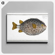 1-19_Ichtyologie-ou-Histoire-naturelle_canvas
