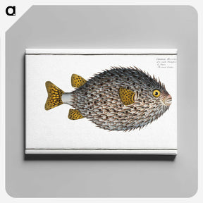 1-19_Ichtyologie-ou-Histoire-naturelle_canvas