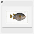 1-19_Ichtyologie-ou-Histoire-naturelle_picture