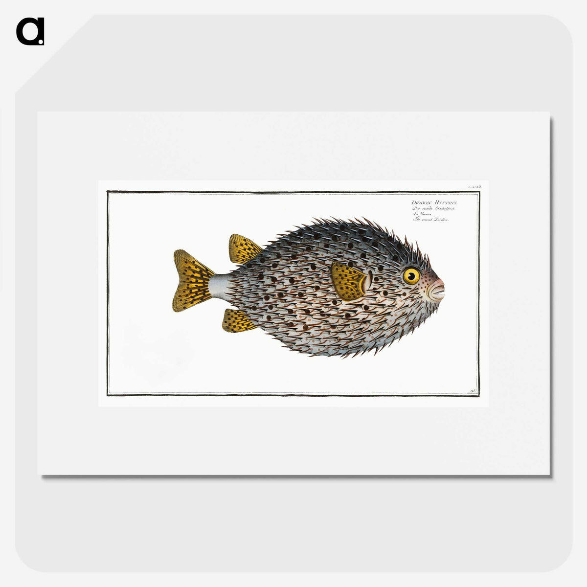1-19_Ichtyologie-ou-Histoire-naturelle_picture