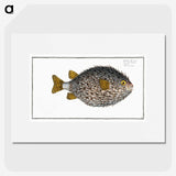 1-19_Ichtyologie-ou-Histoire-naturelle_picture