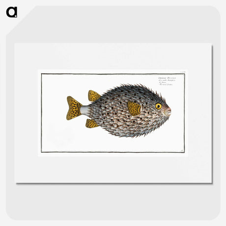 1-19_Ichtyologie-ou-Histoire-naturelle_picture
