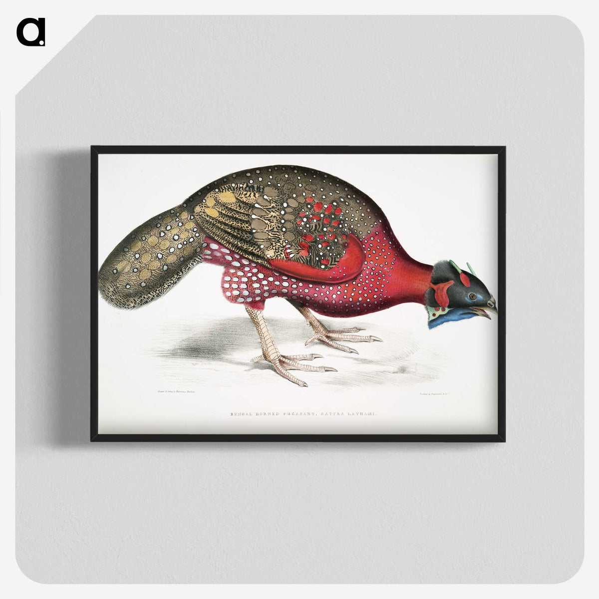 1-19_Indian-Zoology_blk-crop