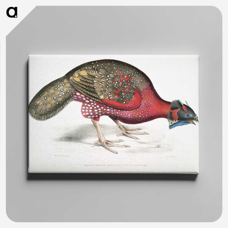 1-19_Indian-Zoology_canvas