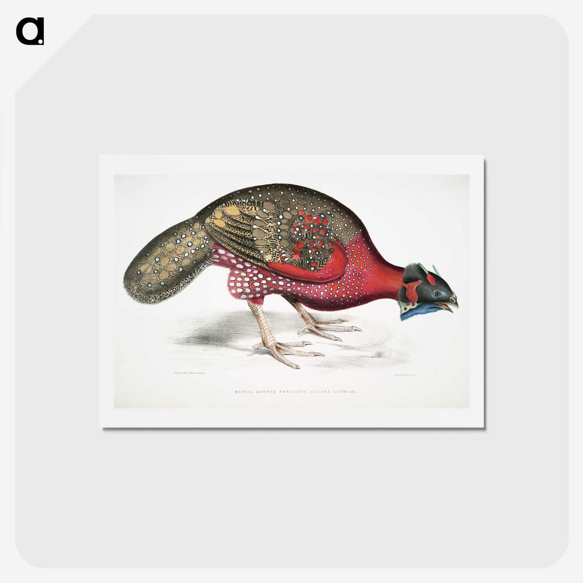 1-19_Indian-Zoology_hagaki