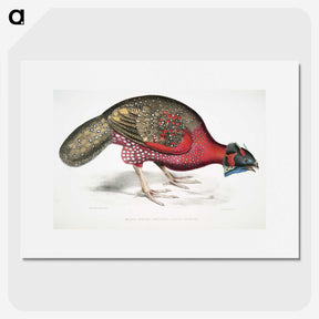 1-19_Indian-Zoology_picture