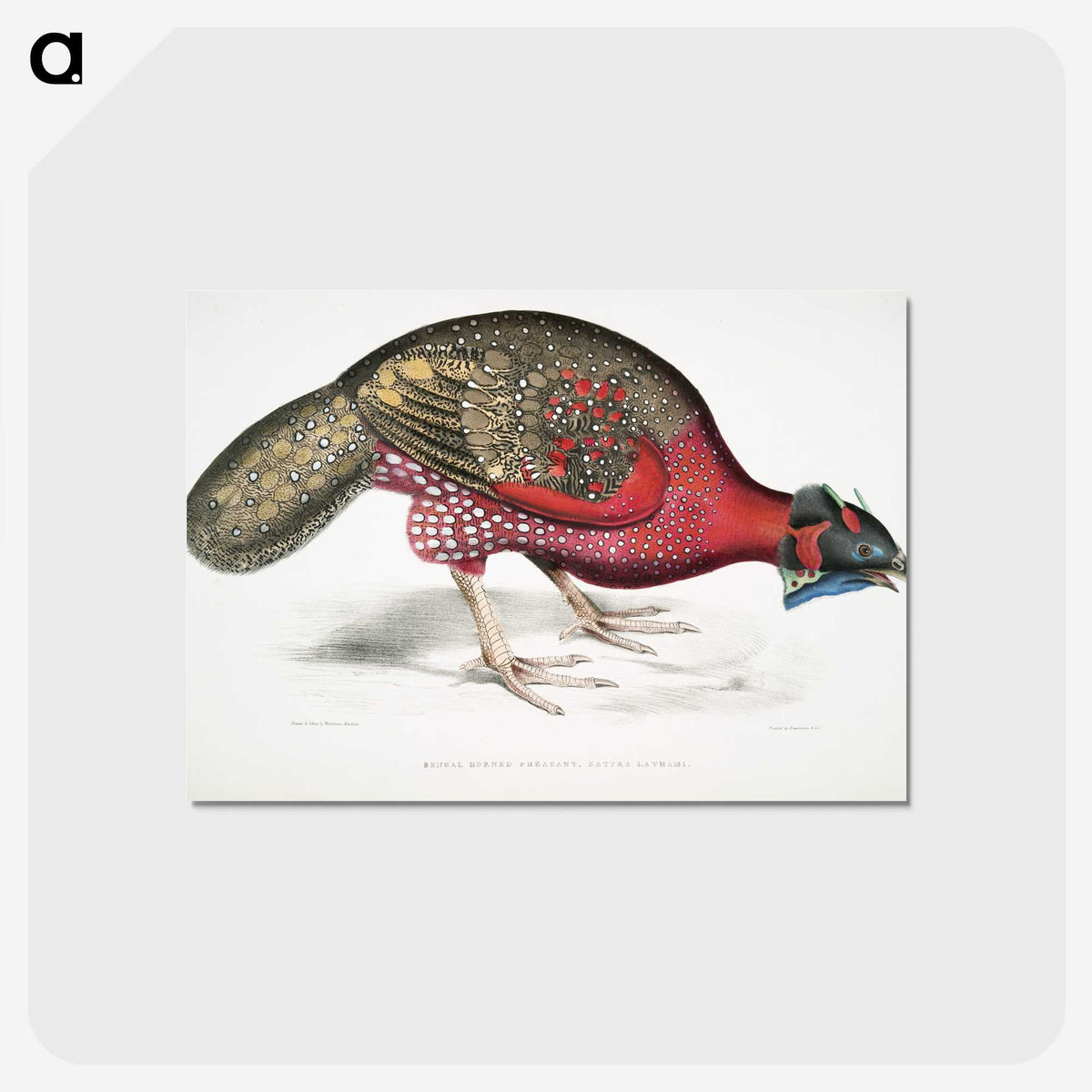 1-19_Indian-Zoology_postcard