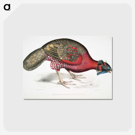 1-19_Indian-Zoology_postcard