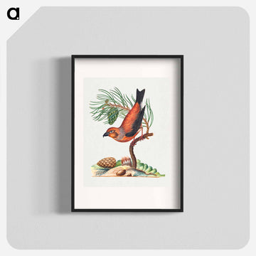 Red Crossbill and Scots Pine
 - ジェームズ ボルトン Poster.