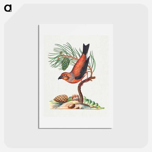 Red Crossbill and Scots Pine
 - ジェームズ ボルトン Postcard.