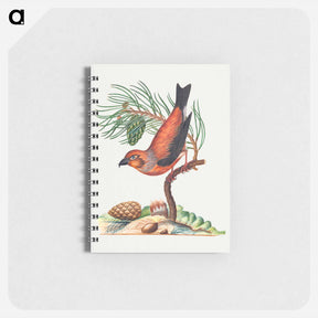 アートメモ帳-Red Crossbill and Scots Pine
 - ジェームズ ボルトン Memo.