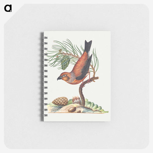 Red Crossbill and Scots Pine
 - ジェームズ ボルトン Memo.