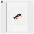 1-19_Jan-Van-Kessel_picture