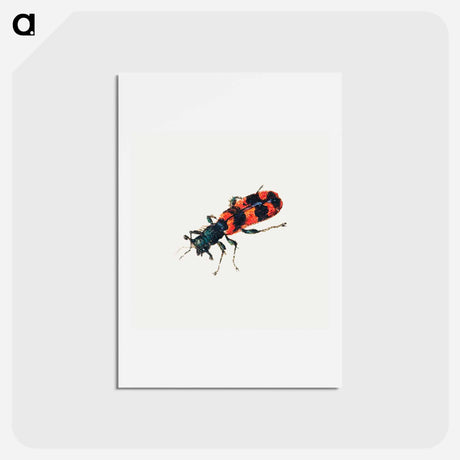 アートポストカード-Insect from Sheet of Studies of Nine Insects
 - ヤン ファン ケッセル Postcard.
