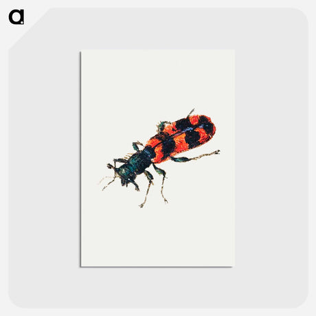 アートポストカード-Insect from Sheet of Studies of Nine Insects
 - ヤン ファン ケッセル Postcard.