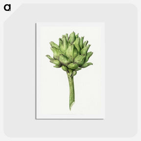 アートポストカード-Artichoke - ジャン ベルナール Postcard.