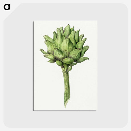 アートポストカード-Artichoke - ジャン ベルナール Postcard.