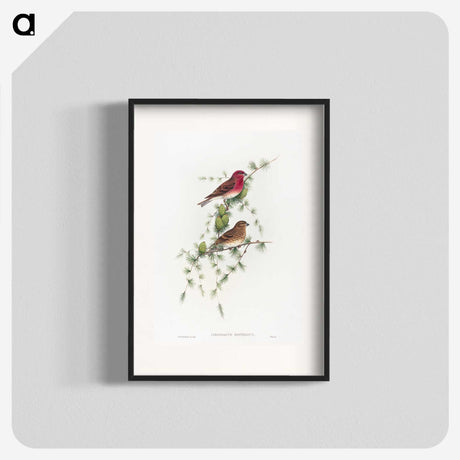 1-19_John-Gould_blk