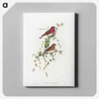 1-19_John-Gould_canvas