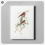 1-19_John-Gould_canvas