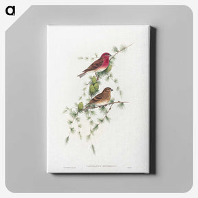 1-19_John-Gould_canvas