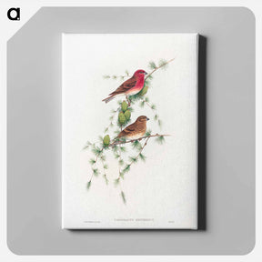 アートパネル-Common Rose Finch
 - ジョン グールド Canvas.