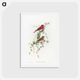 アートポストカード-Common Rose Finch
 - ジョン グールド Postcard.