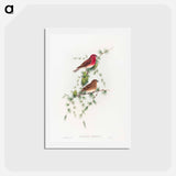 アートポストカード-Common Rose Finch
 - ジョン グールド Postcard.