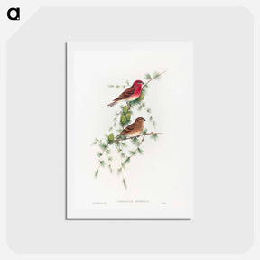 アートポストカード-Common Rose Finch
 - ジョン グールド Postcard.