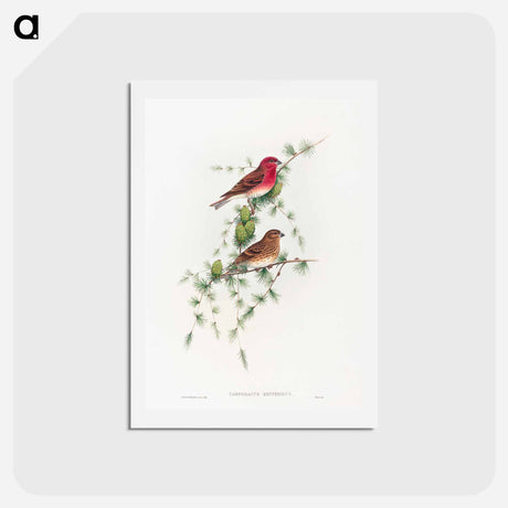 アートポストカード-Common Rose Finch
 - ジョン グールド Postcard.