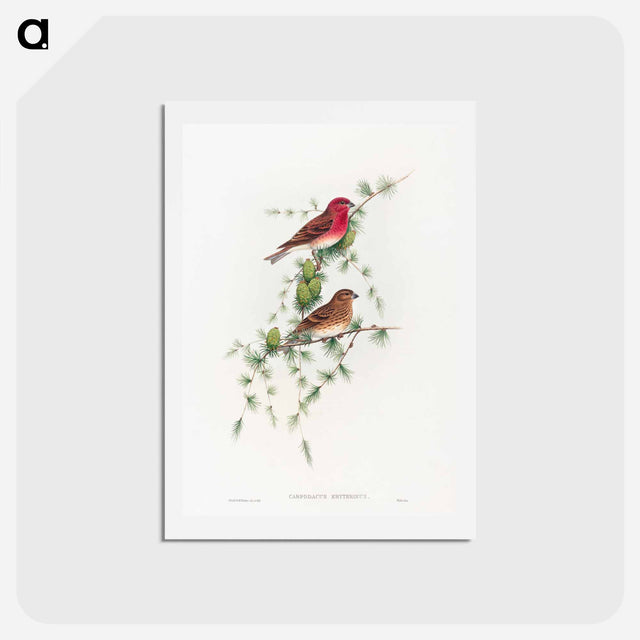 アートポストカード-Common Rose Finch
 - ジョン グールド Postcard.