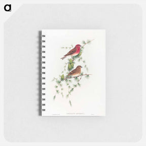 アートメモ帳-Common Rose Finch
 - ジョン グールド Memo.