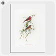 1-19_John-Gould_picture
