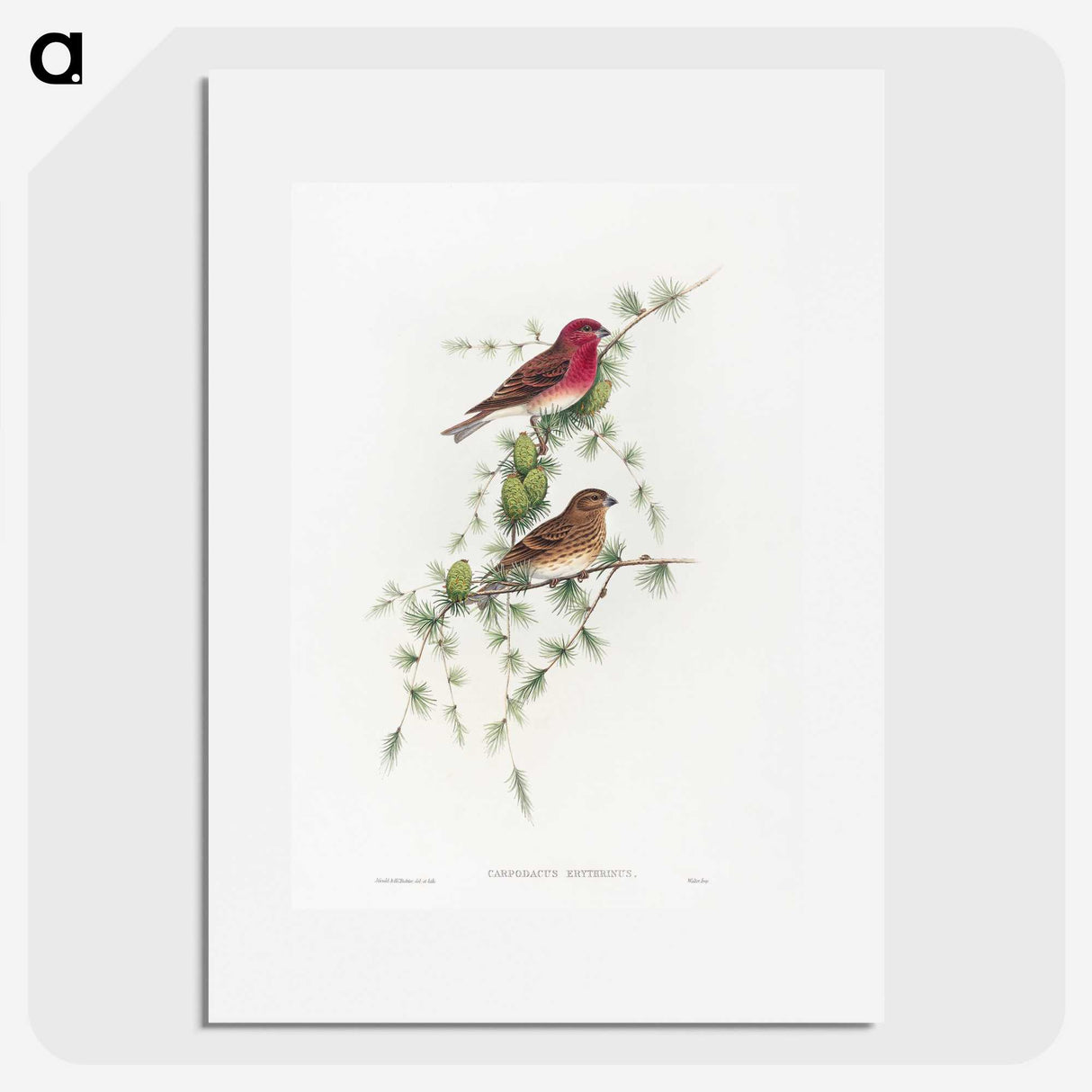 1-19_John-Gould_picture