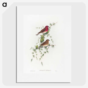 1-19_John-Gould_picture