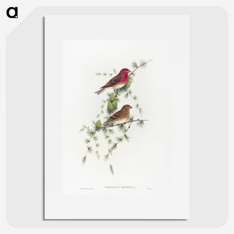 1-19_John-Gould_picture