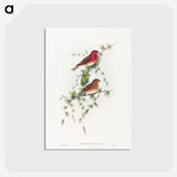 アートポストカード-Common Rose Finch
 - ジョン グールド Postcard.