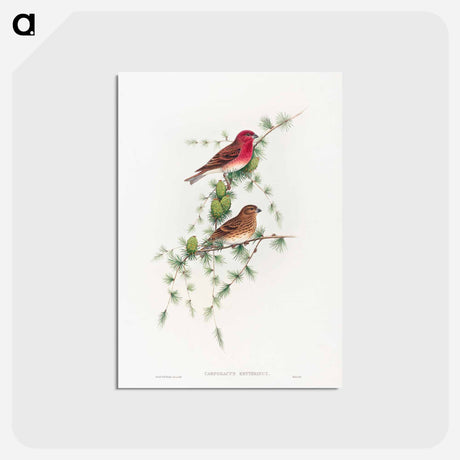 アートポストカード-Common Rose Finch
 - ジョン グールド Postcard.