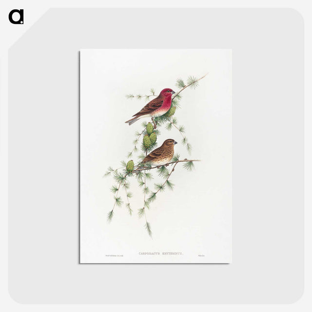 1-19_John-Gould_postcard
