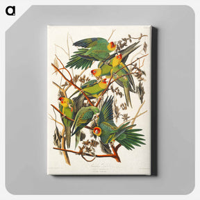 アートパネル-Carolina Parrot
 - ジョン ジェームス オーデュボン Canvas.