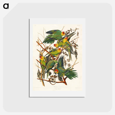 アートポストカード-Carolina Parrot
 - ジョン ジェームス オーデュボン Postcard.