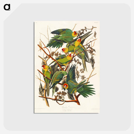 アートポストカード-Carolina Parrot
 - ジョン ジェームス オーデュボン Postcard.