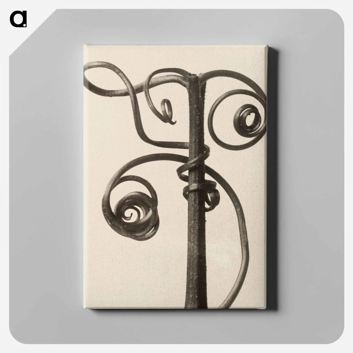 Cucurbita - Karl Blossfeldt Canvas.