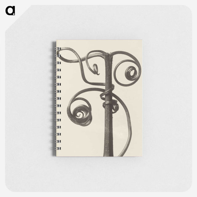 1-19_Karl-Blossfeldt_memo