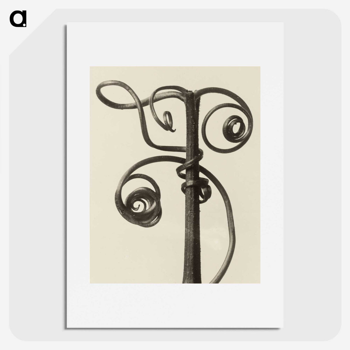1-19_Karl-Blossfeldt_picture